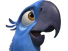 macaw-dafuq-other-hein-choc-rio-spix-blu