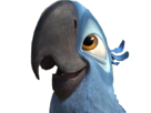 macaw-blu-spix-other-rio-smile-joie
