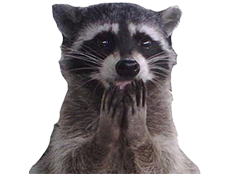 cute shy raccoon choked