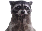 cute-shy-raccoon-choked