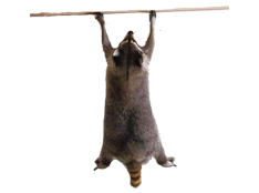 life raccoon grab