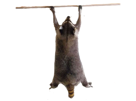 life-raccoon-grab