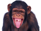 langue-chimpanze-sourir-singe-other