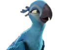 tu-spix-dis-ce-macaw-allez-perla-que-rio-other-quest-blu-en