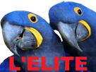 blu-macaw-elite-spix-deux-other