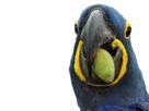 other-face-blu-macaw-amande-noix-bresil-mange-spix