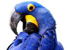 aile-blu-mort-macaw-other-spix