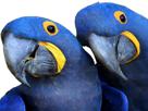 risitas-blu-deux-macaw-spix