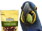 blu-macaw-other-bresil-noix-popcorn-hyacinthe-spix-mange