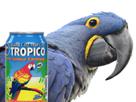 prolo-tropico-kebab-spix-blu-macaw-other