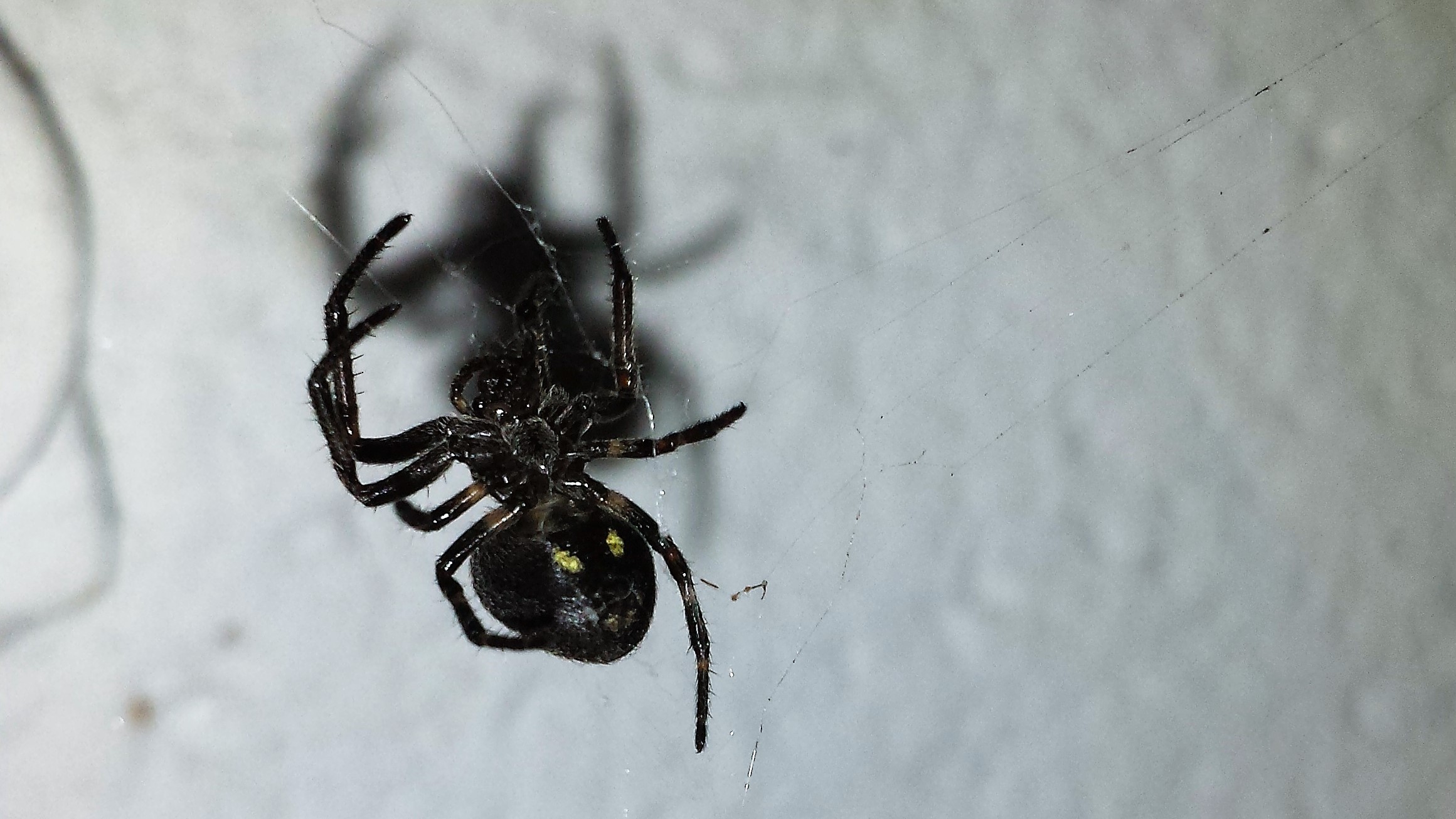 ddb risitas ayaaaa 666 araignee tison