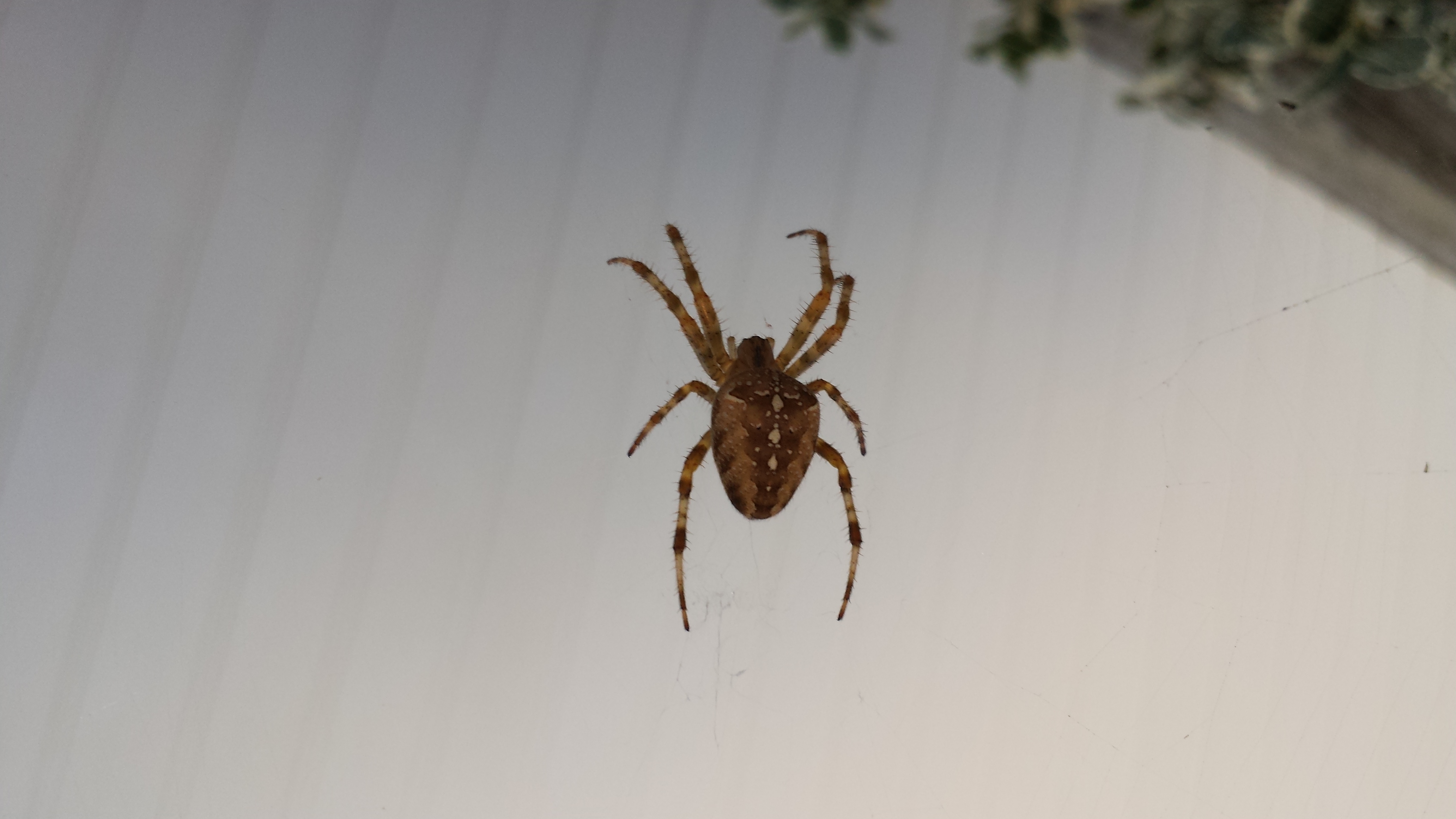 666 tison ddb araignee risitas ayaaaa