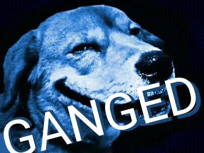 chien risitas gange indien