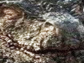 rire got drogon zoom