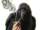 other-got-smoke-fume-corbeau-crow