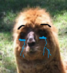 risitas lamasticot issou