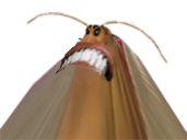 parasite triste mugnagne cloporte coquerelle