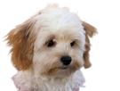 animal-chien-dog-bichon-havanais-havanese-mignon-cute-triste-vexe-seul-decu-pensif-reflexion