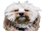 animal-chien-dog-bichon-havanais-havanese-mignon-cute-doute-perplexe-sceptique-observateur