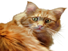 red-cat-chat-roux-mignon-cute-beau-reaction-surprise-choc-pourquoi-comment