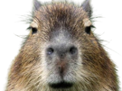 capybara-zoom-ent