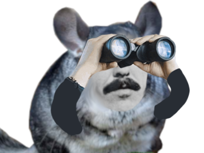 chefsticker bychefsticker chinchilla palapiggy jumelles bras mains rongeur mignon gruik soyeux george harrison recherche chercher