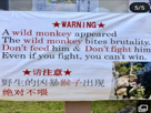 monkey-wild
