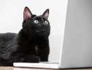 animal-chat-cat-ordinateur-computeur-choc-surprise-trop-de-forum-topic-cringe-malaise-violence