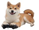 animal-chien-dog-shiba-inu-jouer-play-gaming-manette-gamepad-geek-partie-jeu-fun
