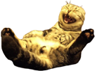 animal-chat-cat-mort-de-rire-hilarant-rouler-par-terre-pls-rigolo-cute-mignon