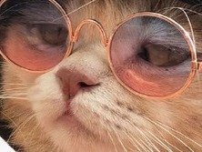 Sticker chat capuche lunettes serieux fatigue blase par Guigui