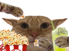 chat elf elfe miroir avortin avortelf popcorn beaucoup