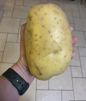 patate-geante-enorme-pomme-de-terre