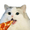 chat-cat-pizza-mange-mignon-eat-ah