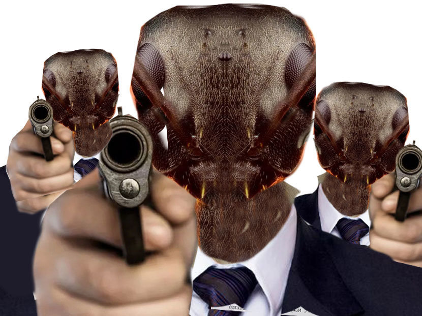 fourmis pistolet costume