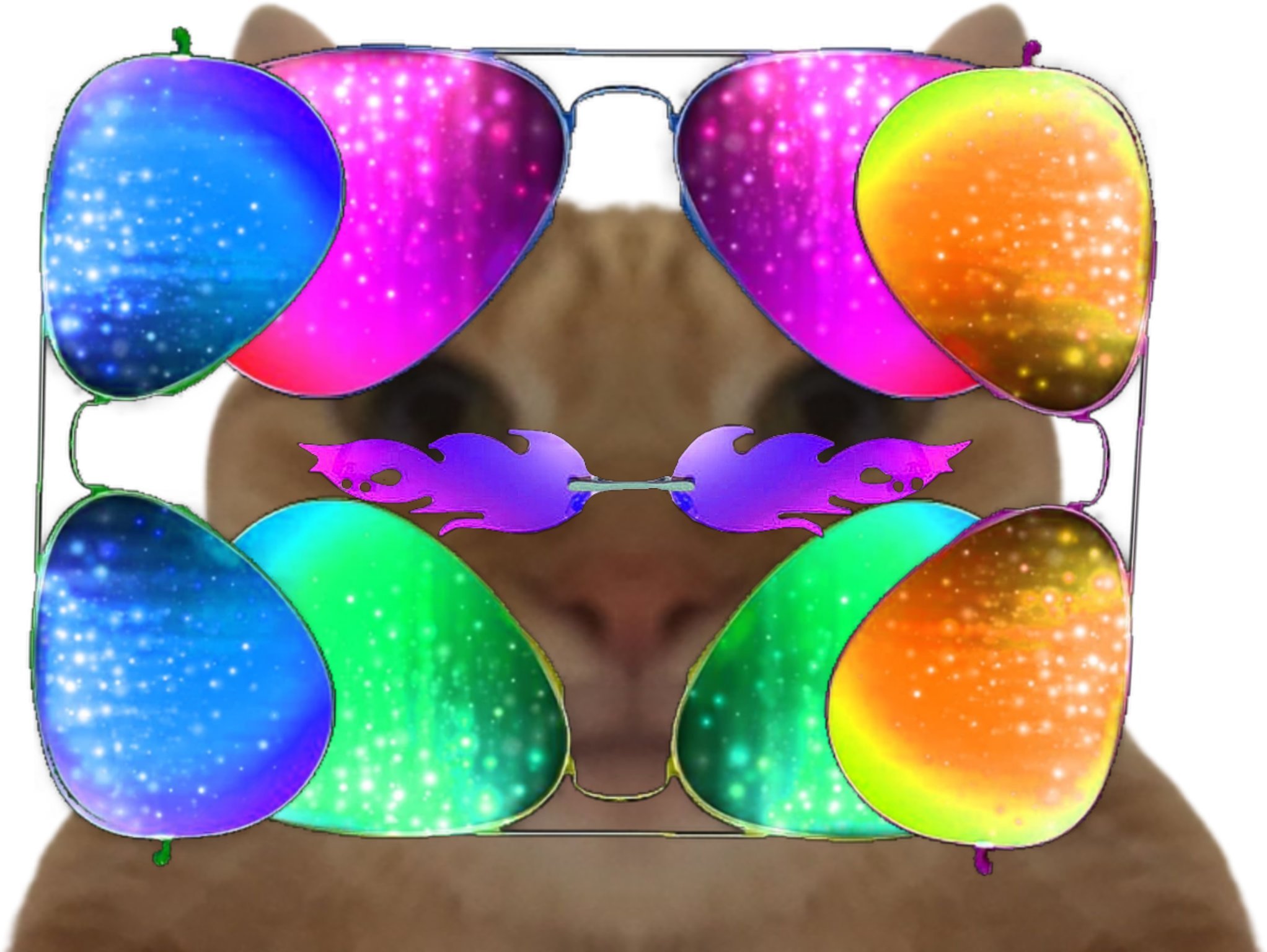 chat lunettes lunette decompte pour revoir momo