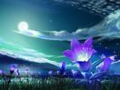 nature-plaine-fleurs-violettes-nuit-night-lune-moon-wallpaper-fon-ecran-relax-detente-anti-stress