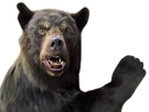 animal-ours-bear-enerve-colere-rage-frustration-haine-regard-froid-danger