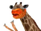 giraffe-risitas-tare-zinzin-aya