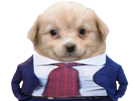 chien-chiot-dog-puppy-costume-costard-cravate-sourire-moque-moqueur-hautain-mignon-cute-meme