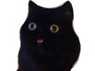chat-miaou-noir-minion-langue-yeux