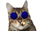 chat-tate-csgo-andrew-andrewtate-cigare-lunette-lunettesoleil-cat-chatandrewtate