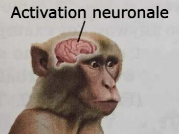 singe exciter cerveau