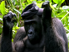 casquette-singe-gorille