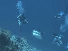 requin-gif-peur-coup-de-pression-morseure-jaws-dents-la-mer-machoire-ocean