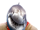 requin-risitas-y-veu-joue-gontil-regard-fixe-sourire-sourit-blanc-bouledogue-touriste