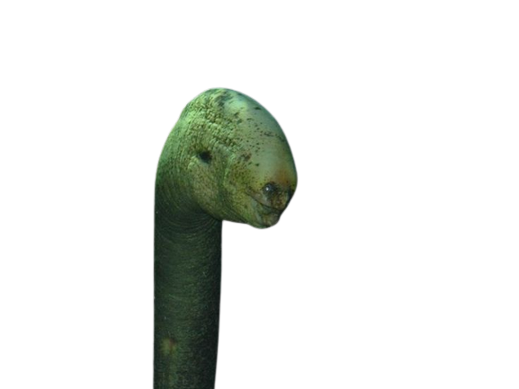 ocean mer abysses creature murene cursed peur profondeur creepy visage fond marin