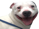 chien-bulldog-anglais-sourire-content-joie-rire-troll-moquerie-chambrage