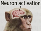 neuron-activation-singe-monkey-boobs-meme-nichons-horny-excite-cul
