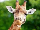 girafe-animal-sauvage-savane-afrique-regard-sceptique-malaise-facepalm-pas-compris-decu-mepris